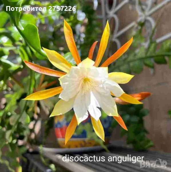 Epiphyllum anguliger, снимка 1