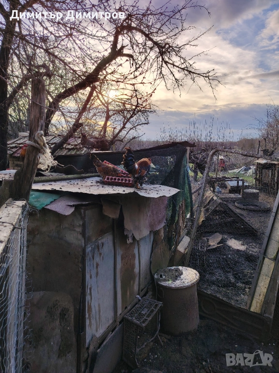  2 японски петлета джинки/5бр глухоням юрдек, снимка 1