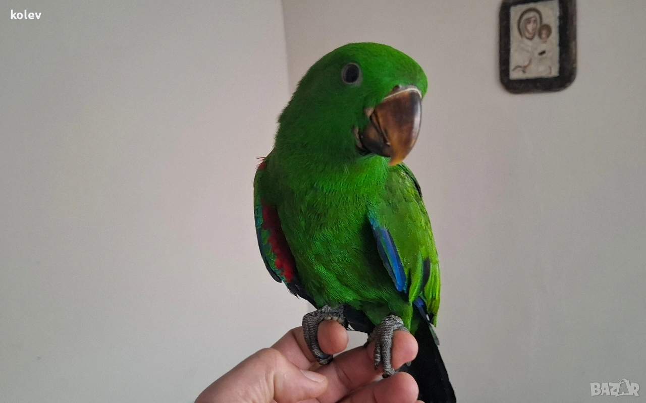 Папагал Еклектус мъжки /бебе , снимка 1