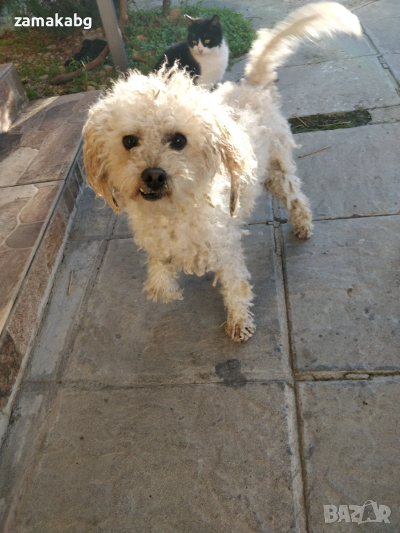 Френска болонка на година и половина имунизирано с паспорт , снимка 1