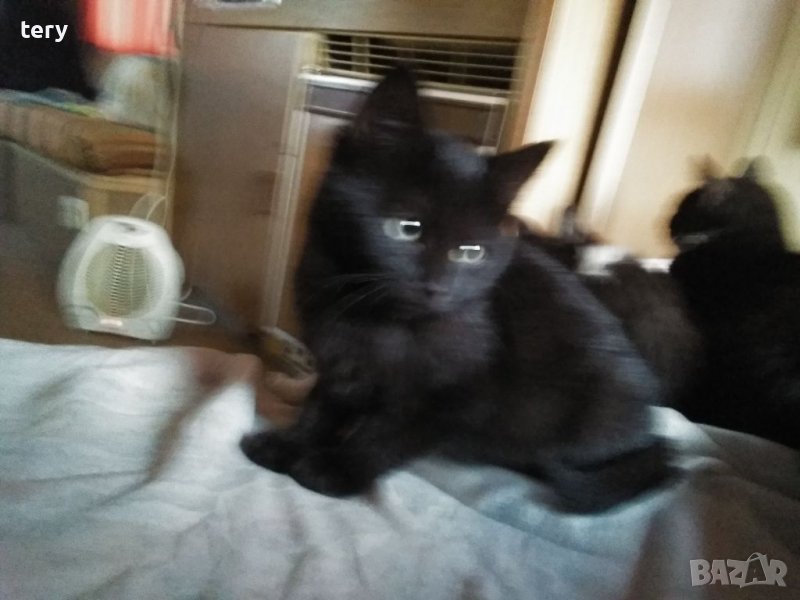 Продавам разкошни бебета -източноевропейски котенца в Други в гр. София ...