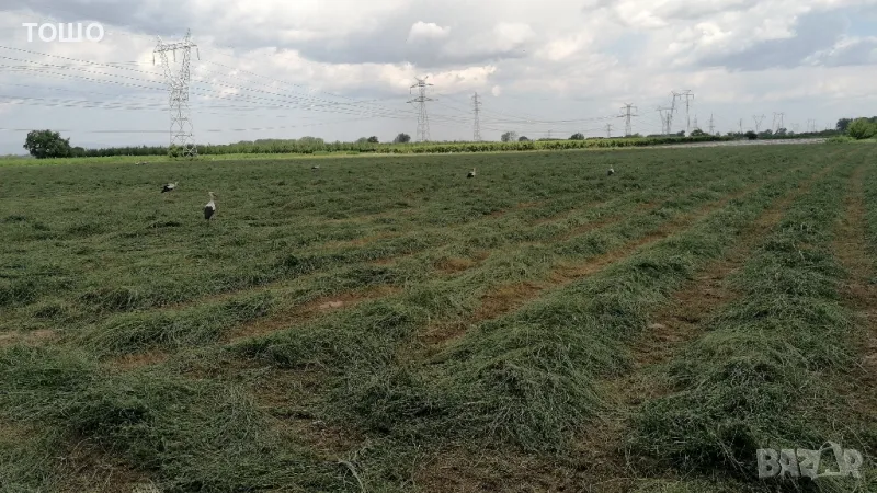 Бали люцерна , снимка 1