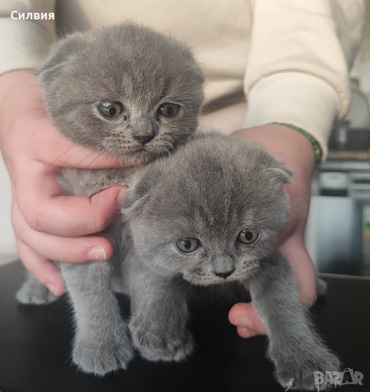 Шотландско клепоухо котенце , снимка 1