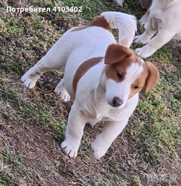 Джак Ръсел териер , снимка 1