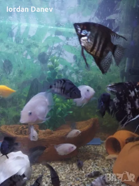 Продавам рибки , снимка 1