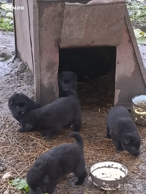 Черна немска овчарка ( канадки вълк), снимка 1