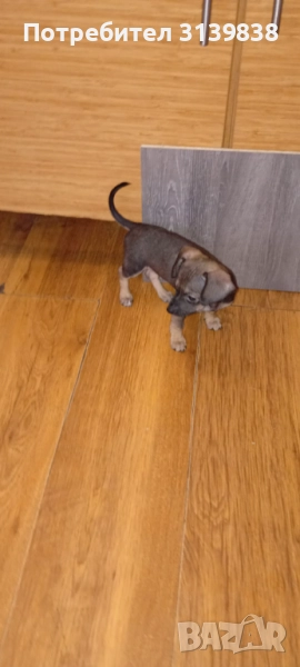 Малки пинчери, снимка 1