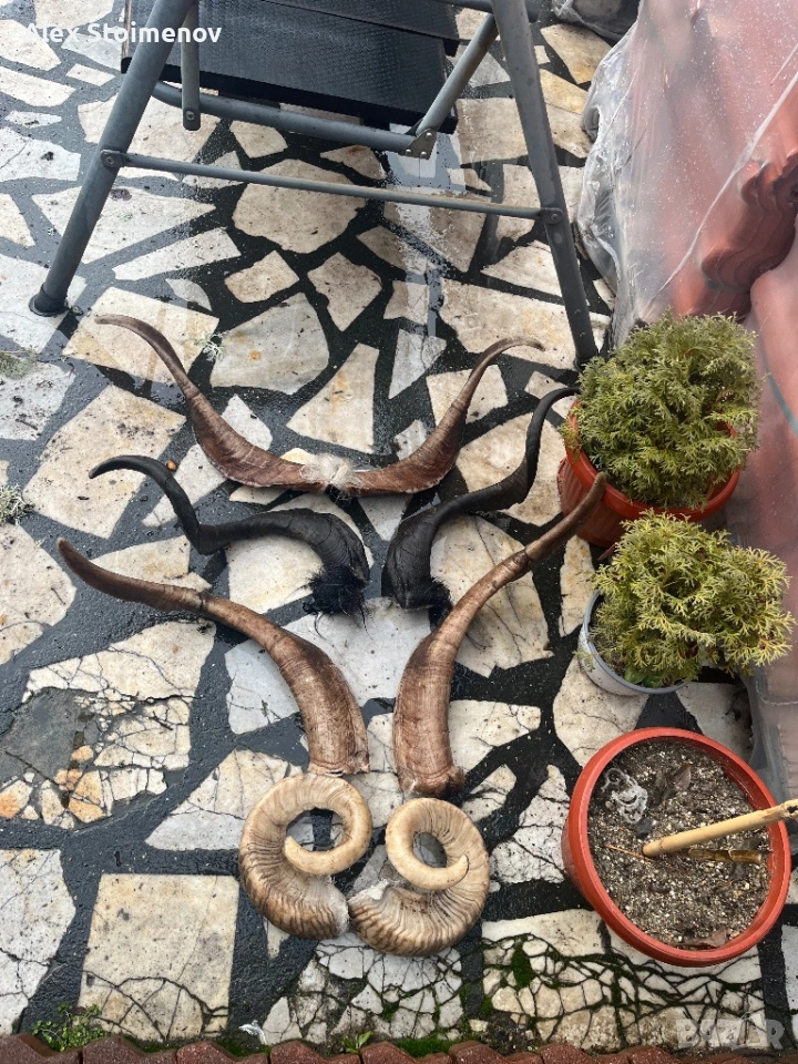 Продавам рога, снимка 1