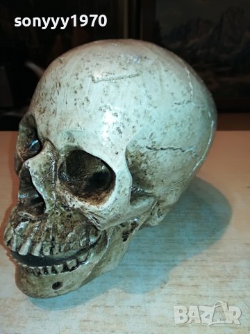 ЧЕРЕП ОТ ГЕРМАНИЯ 3112222029, снимка 13 - Антикварни и старинни предмети - 39152242