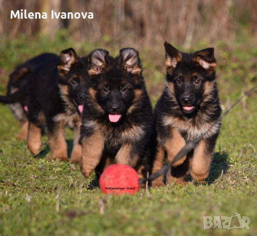 Малки немски овчарки от развъдник 