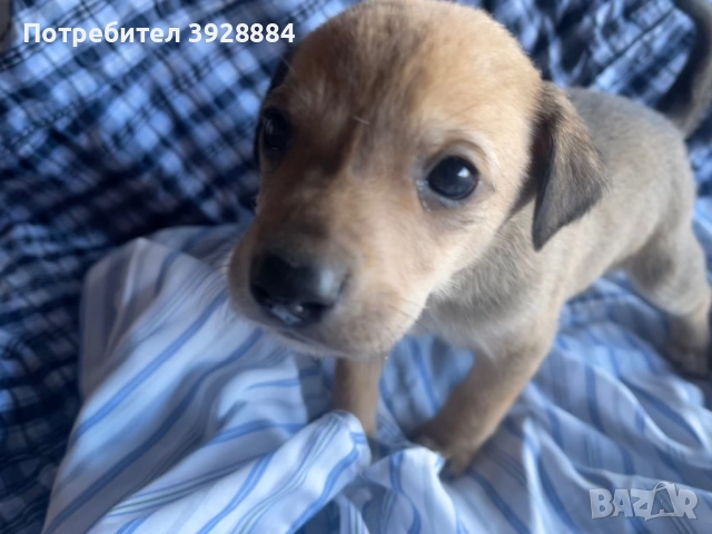 Подарявам кученца, снимка 5 - Други - 52871505