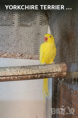 Малък александър женски , снимка 1