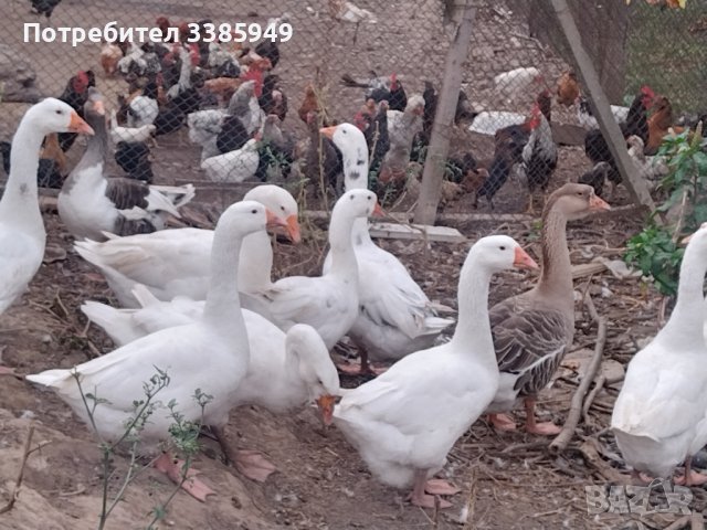  Пилета, гъски, патици, пуйки, копринки, снимка 8 - други­ - 36742027