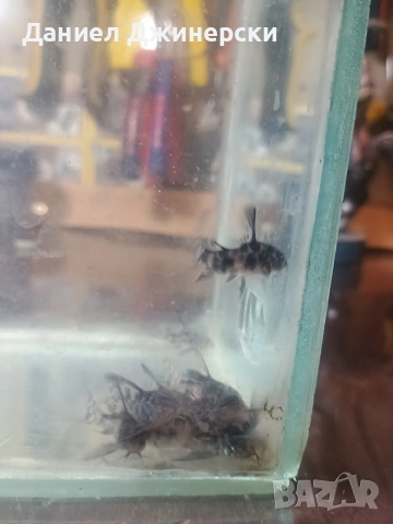 сом Коридорас (тигрово сомче), снимка 2 - Рибки - 53299050