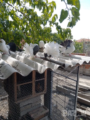 Гълъби, снимка 4 - Гълъби - 53740671