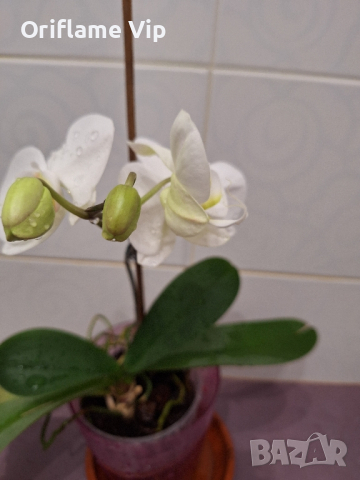 Орхидея , снимка 1