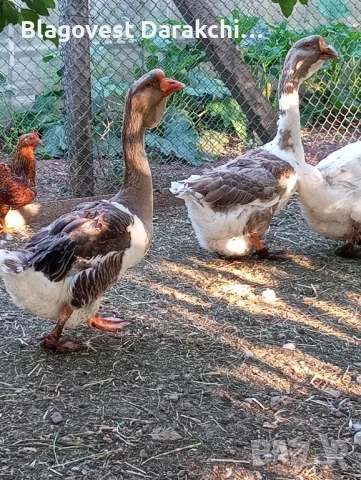 Холмогорски гъски чифт , снимка 5 - Патици и гъски - 50917374