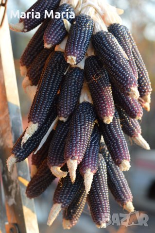 Пуканки - царевица, семена, снимка 1 - Сортови семена и луковици - 44297985
