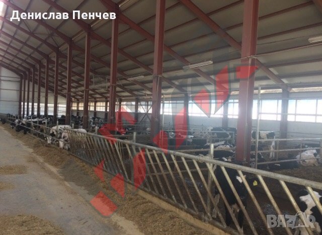 Хранителни решетки за отглеждане на крави и телета, снимка 13 - За селскостопански - 34653675