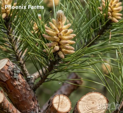 Шипки, Билков пчелен Мед, Боров прашец, коприва, пелин