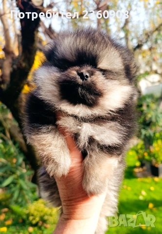померан, мини померан , снимка 12 - Померан - 52628299