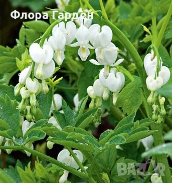 МНОГОГОДИШНИ ЦВЕТЯ - Коренища/ПРЕДВАРИТЕЛНИ поръчки, снимка 7 - Градински цветя и растения - 53138637