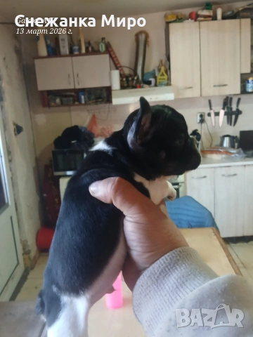 френски булдог. , снимка 8 - Френски булдог - 53830931