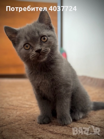 Британски късокосмести котета, снимка 1