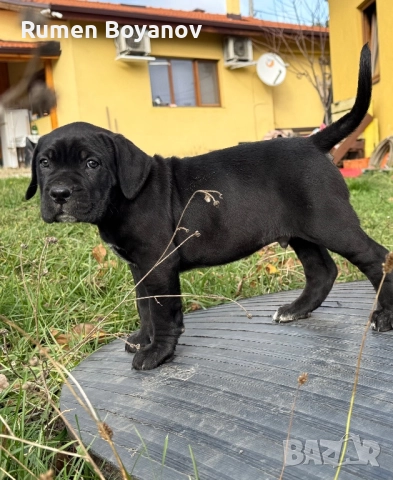 Кане Корсо , снимка 15 - Кане корсо - 52678102