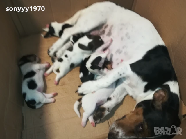 ДЖАК РЪСЕЛ-КУЧЕНЦА 1908251818, снимка 10 - Джак ръсел териер - 51420983