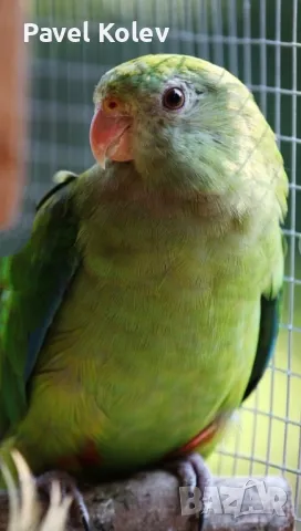 папагали на добри цени , снимка 11 - Папагали - 49417849