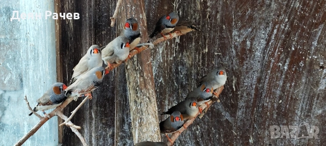 амадини ДЖЪМБО ИЗЛОЖБЕНИ амадини УНГАРСКА ЛИНИЯ ЗЕБРОВИ АМАДИНИ, снимка 8 - Амадини - 53658164
