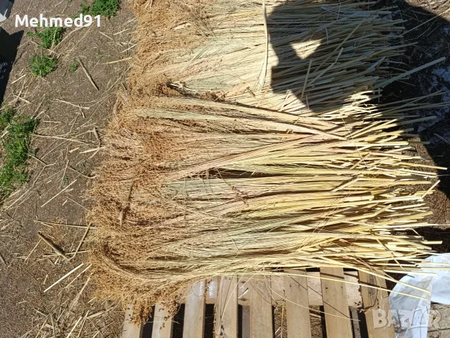 Продава се Метлен Клас, снимка 3 - Други - 56196002