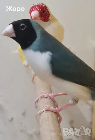 Продавам чифтове Гулдови Амадини , снимка 7 - Амадини - 48874559