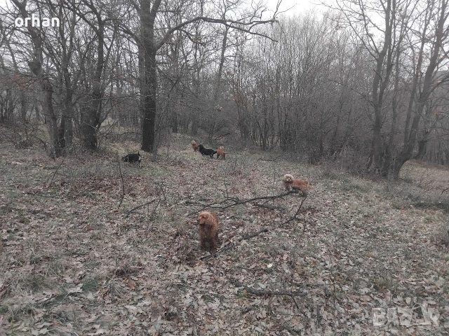 6 бр работещи кучета , снимка 9 - Кокер шпаньол - 53461756