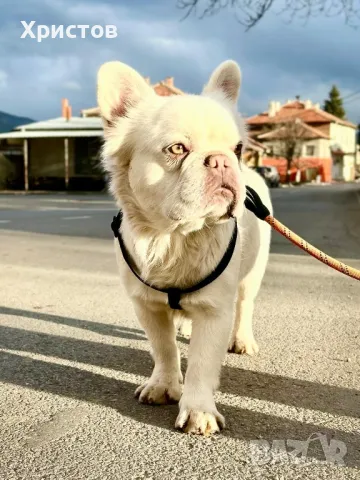 мъжки флуфита за разплод ( френски булдог)., снимка 17 - Френски булдог - 48804880