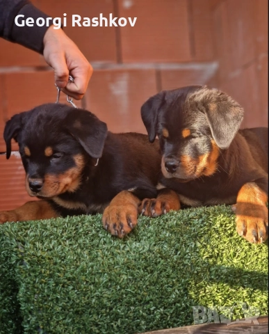 Ротвайлери , снимка 4 - Ротвайлер - 52298947