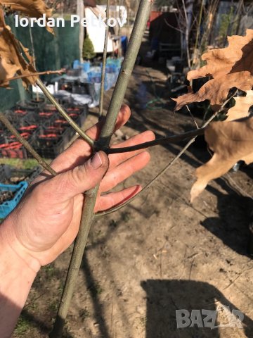 Американски червен дъб, снимка 8 - Градински цветя и растения - 39868138