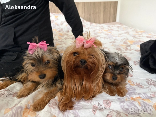 Йоркширски териери, снимка 3 - Йоркширски териер - 53724875