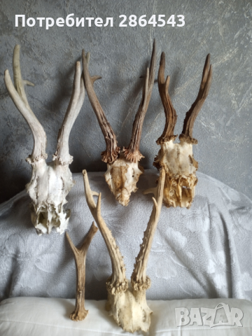Череп с рога от сръндак , снимка 3 - Други - 44632267