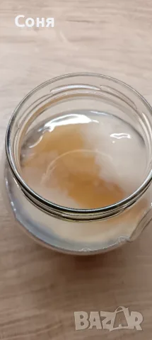 Комбуча гъба scoby + стартер течност за напитка, снимка 2 - Домашни напитки - 56081846