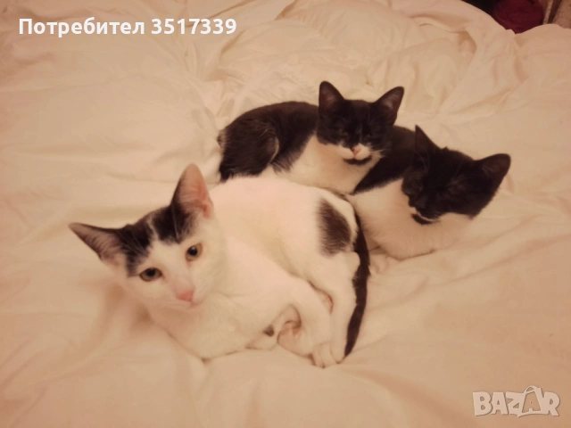 Подарявам коте, снимка 9 - Други - 52048338