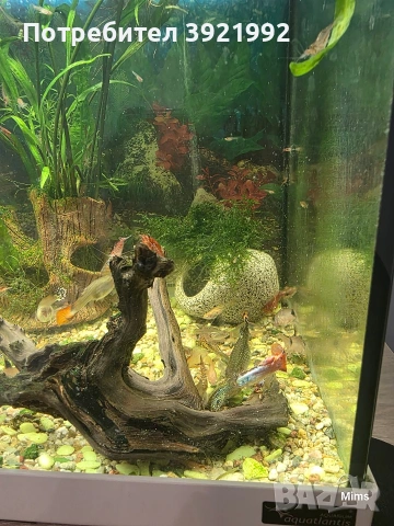 Декоративни гупи, снимка 7 - Рибки - 53197365