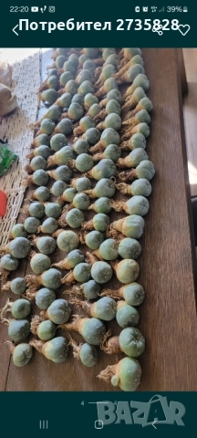 Пейот (Lophophora williamsii), снимка 2 - Стайни растения - 52795797