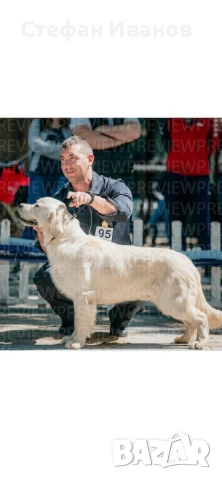 Голдън ретривър, снимка 11 - Голдън ретривър - 53307145