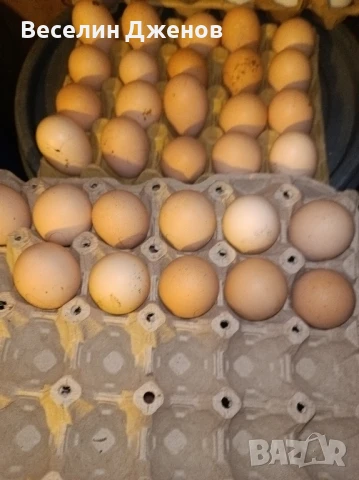 синьояребична Брама , снимка 1