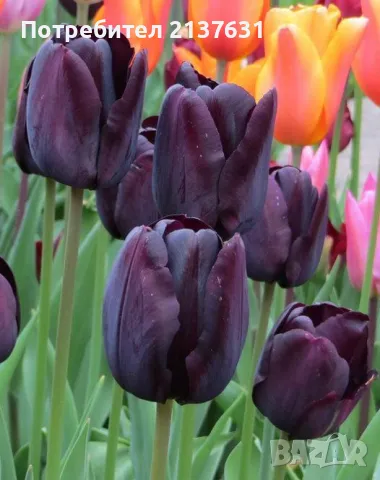 ЛУКОВИЦИ ЛАЛЕТА  и ЕСЕНЕН ЖЪЛТ МИНЗУХАР , снимка 1