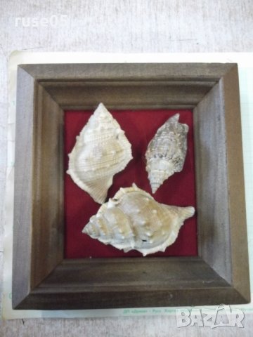 Раковини в дървена рамка, снимка 2 - Други ценни предмети - 34641107