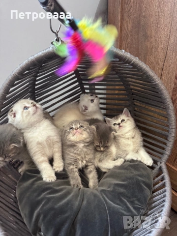 Британски / шотландски котенца , снимка 3 - Британска късокосместа - 53590580