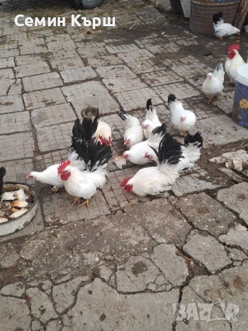 Шабо млади пилета 